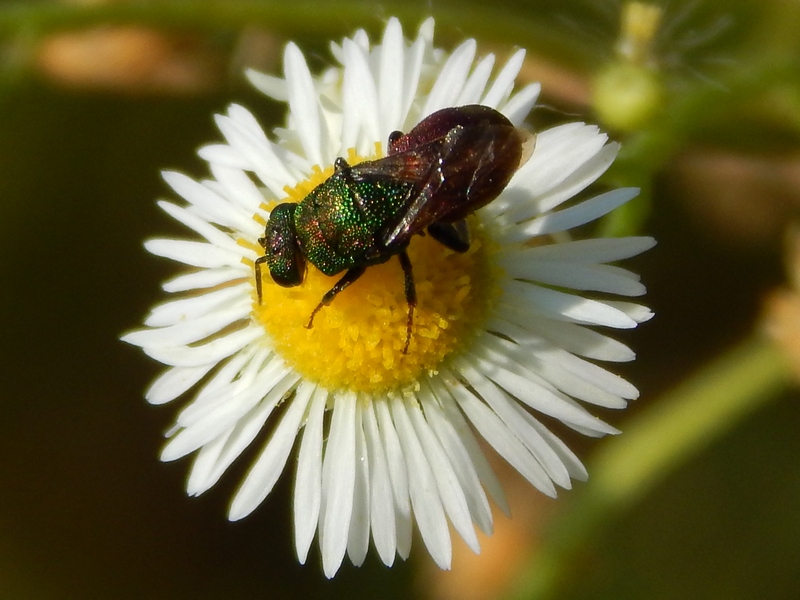 Chrysididae: Hedychrum cfr. niemelai m. (foto 1 e 2) e H. rutilans m. e f. (3 e 4)